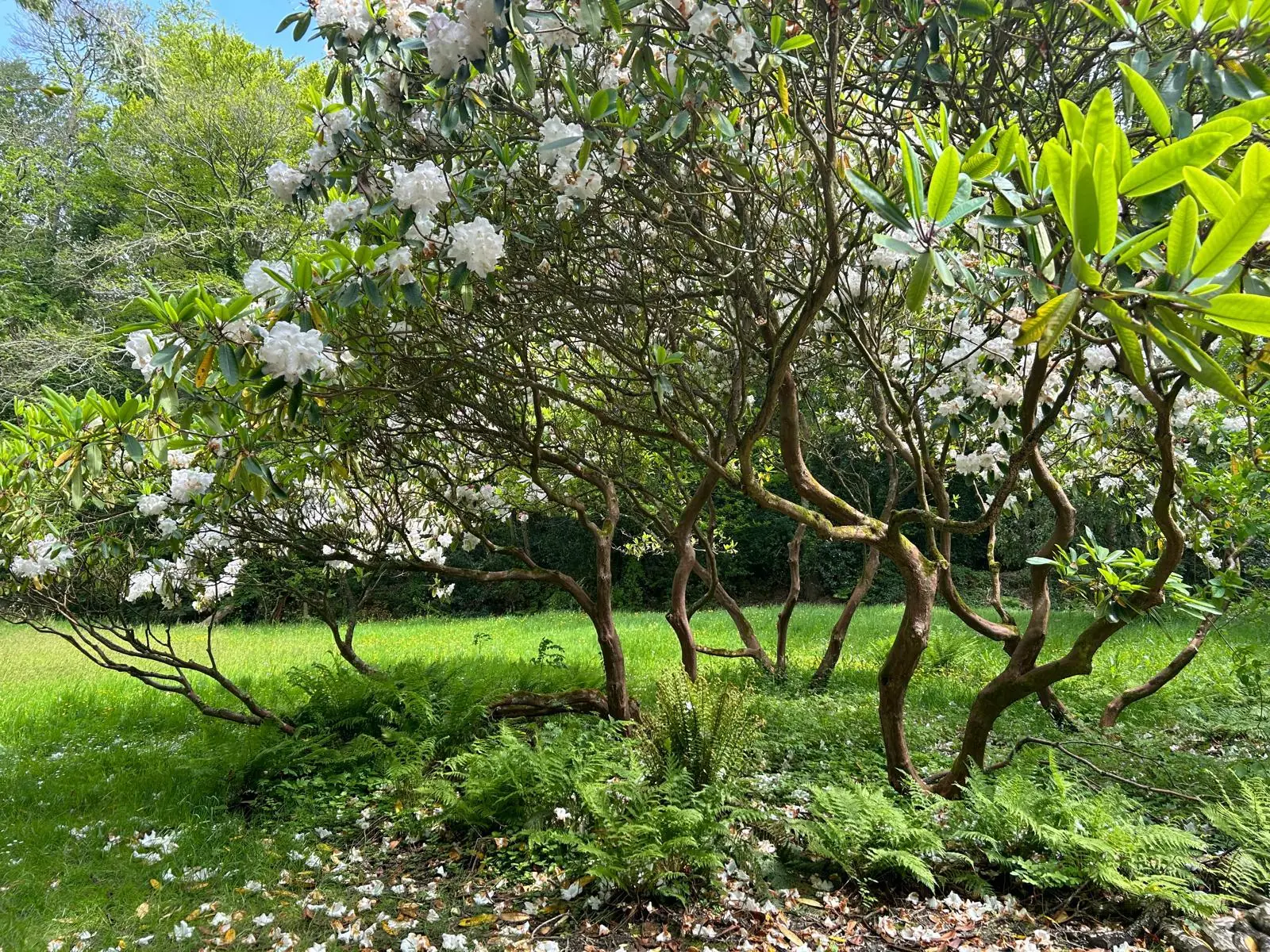 Rhododendrons en fleurs dans un jardin arboré