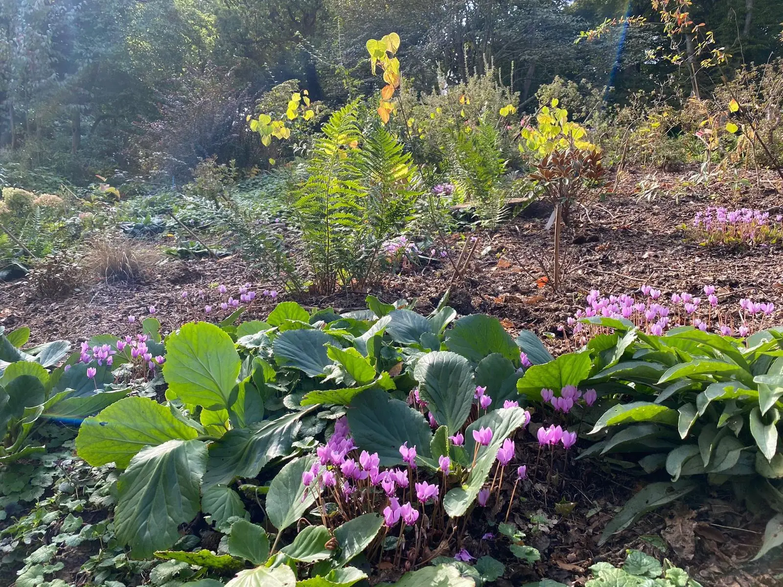 Jardin verdoyant entretenu avec arbres et massifs
