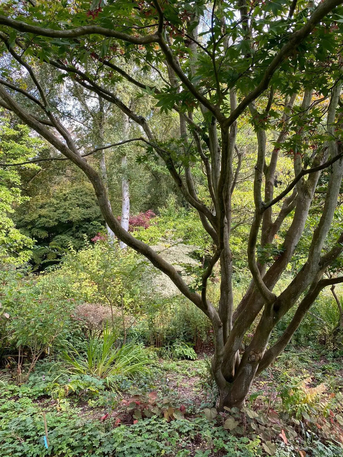 Arbre aux troncs multiples entouré de plantes couvre-sol