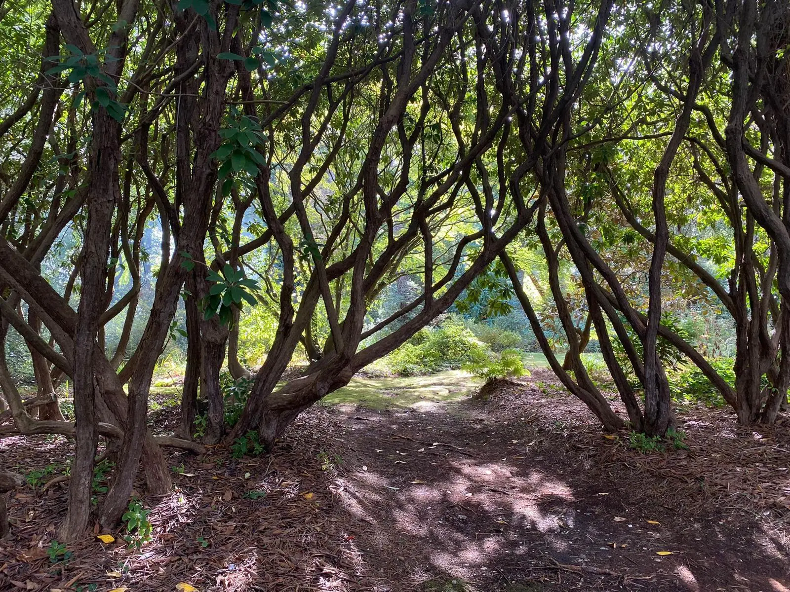 Allée ombragée sous des arbres au cœur d’un jardin
